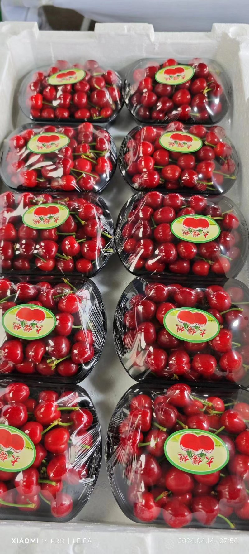 山东F6优瑞卡蓝莓大量上市，产地直供质量保证，全国发货