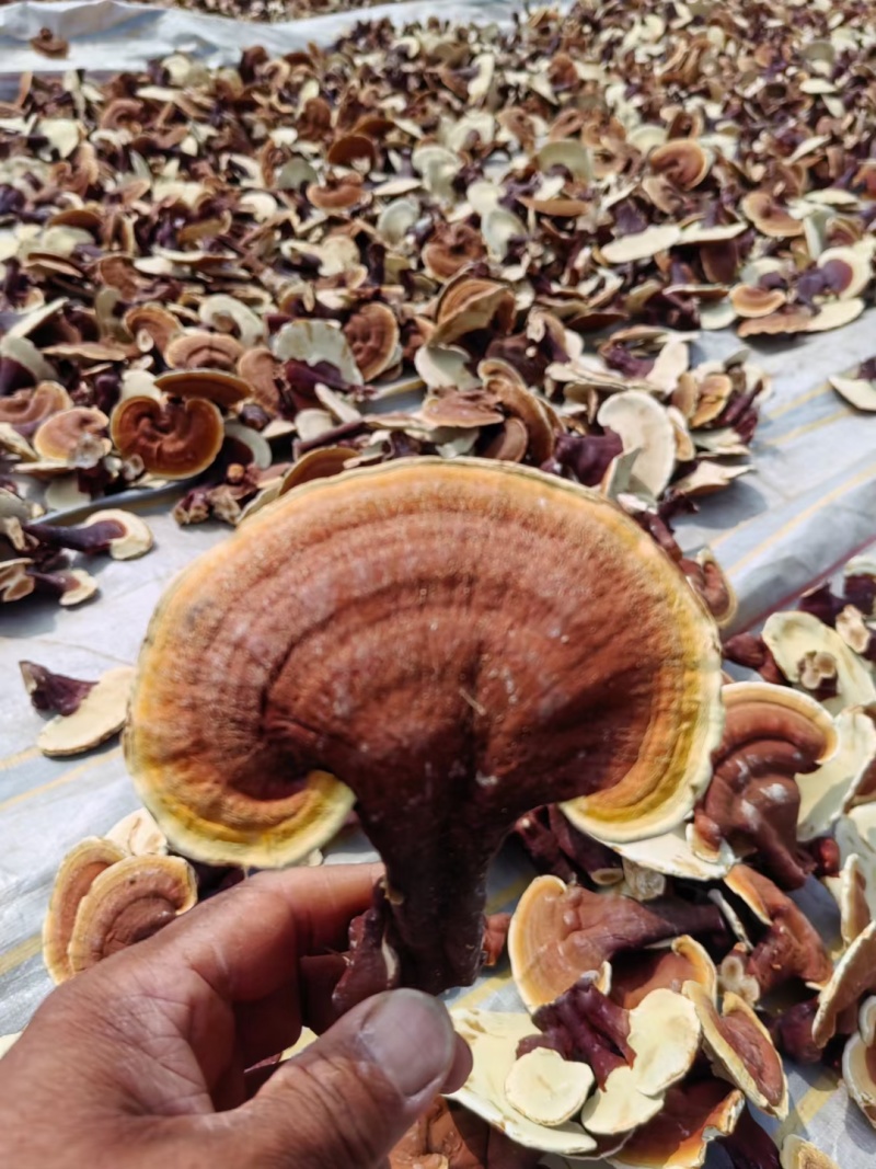 【牛商优选】金边灵芝批发赤芝冠县灵芝种植基地