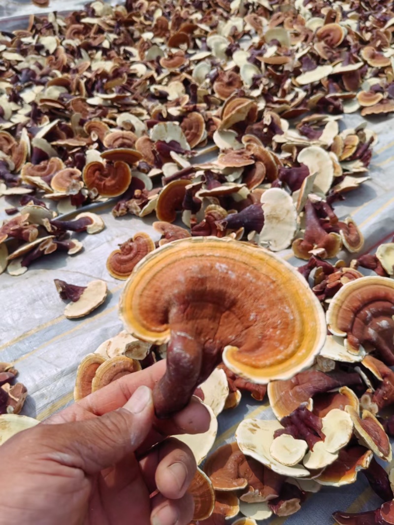【牛商优选】金边灵芝批发赤芝冠县灵芝种植基地