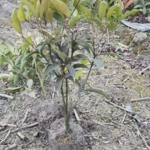 四季桂花：地栽苗