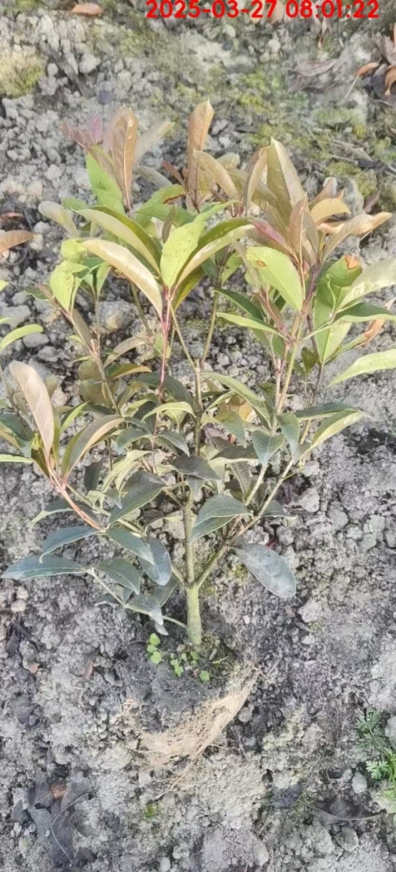 四季桂花：地栽苗