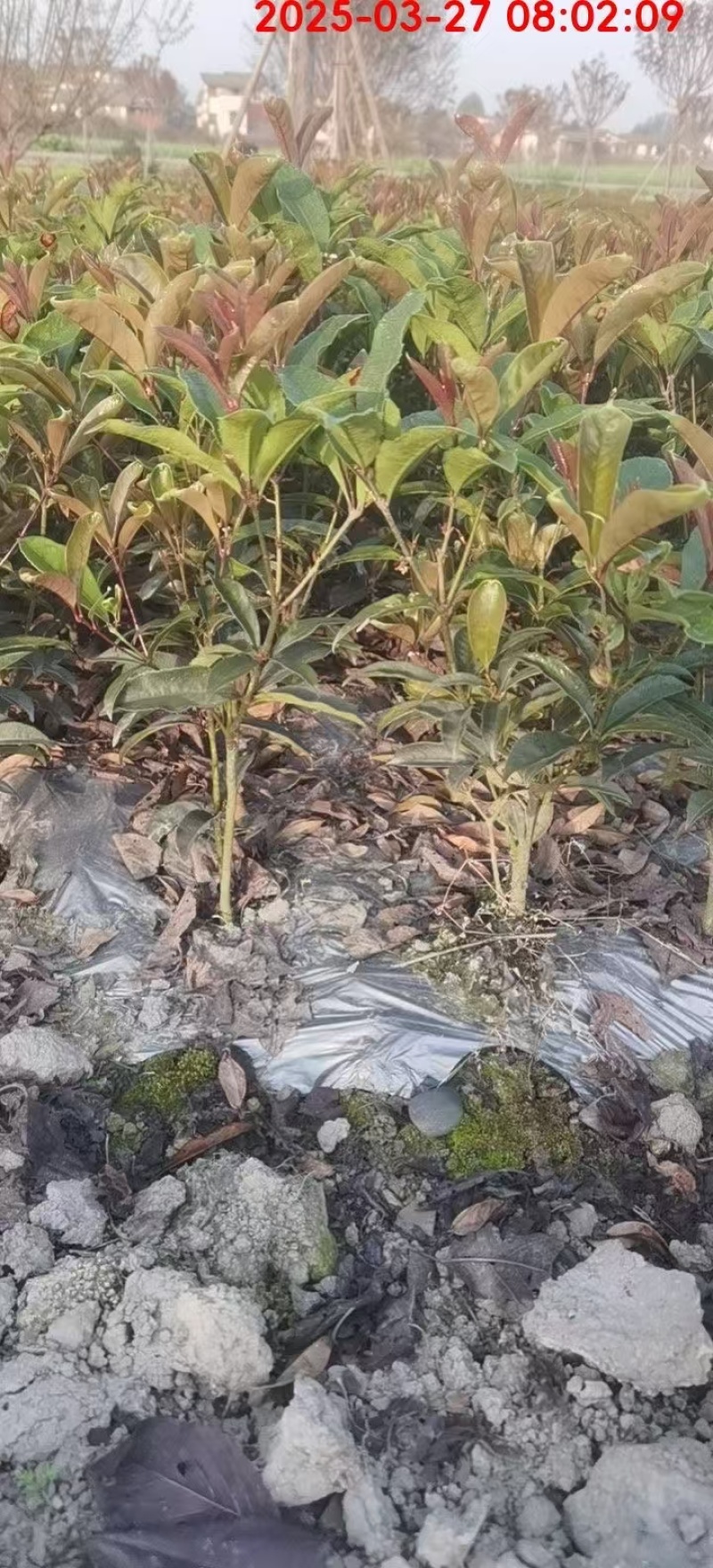 四季桂花：地栽苗
