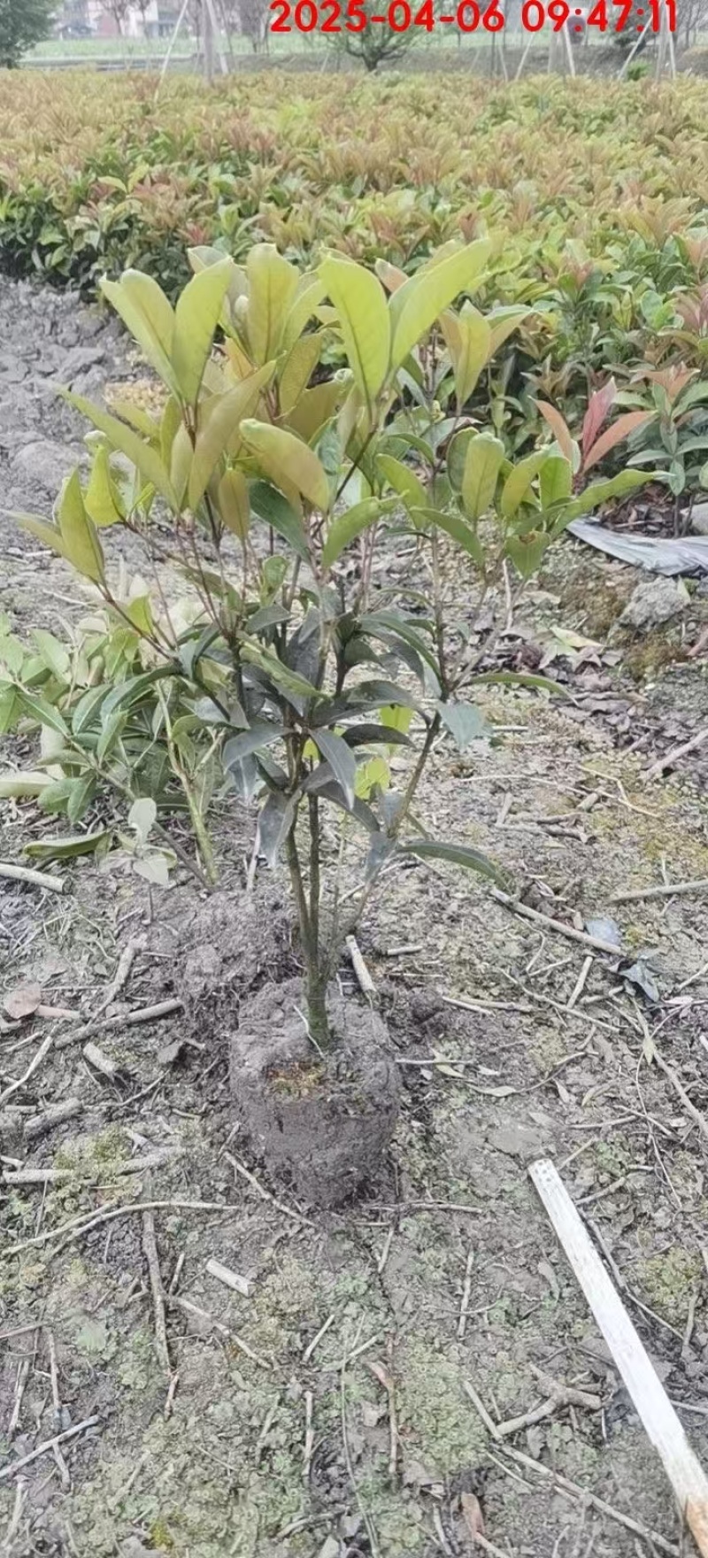 四季桂花：地栽苗
