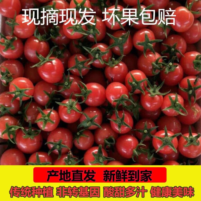 千禧圣女果产地直销实力供货电商社区商超品质保证一件起批发