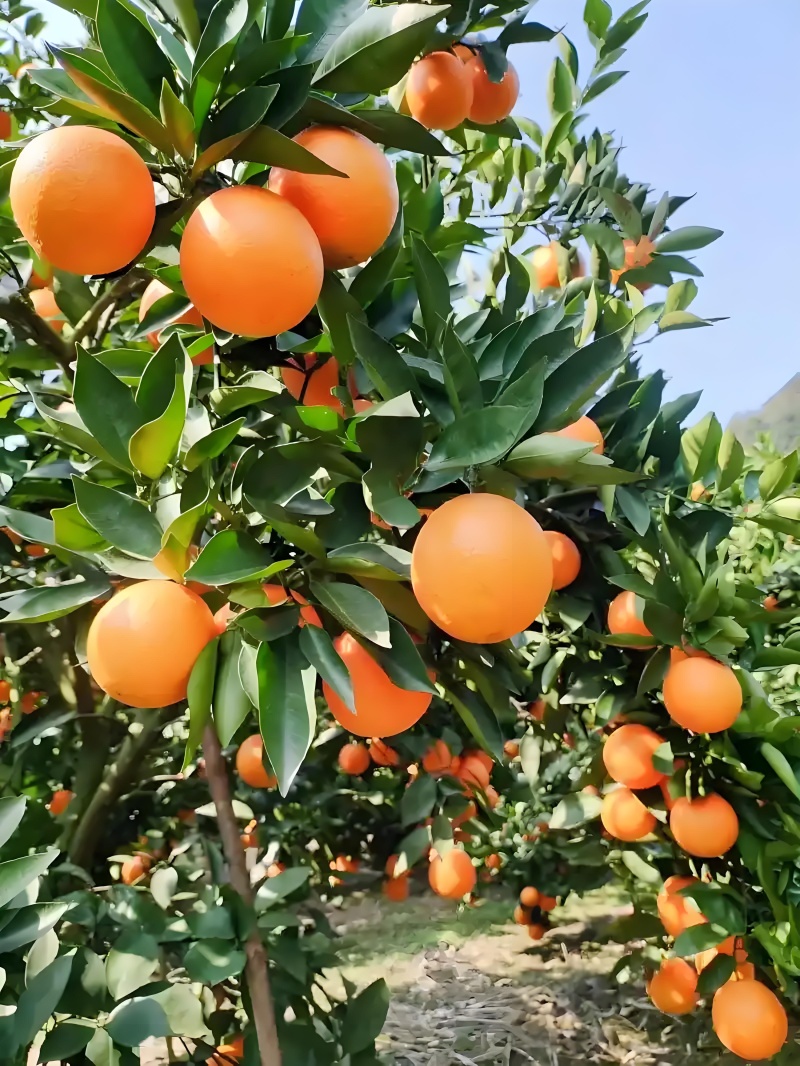 夏橙湖北产区酸甜可口个头大水分足种植面积大欢迎全国客商