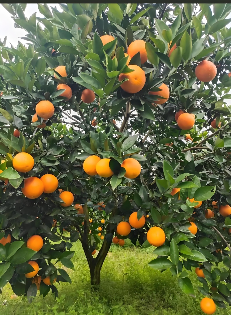 夏橙湖北产区酸甜可口个头大水分足种植面积大欢迎全国客商