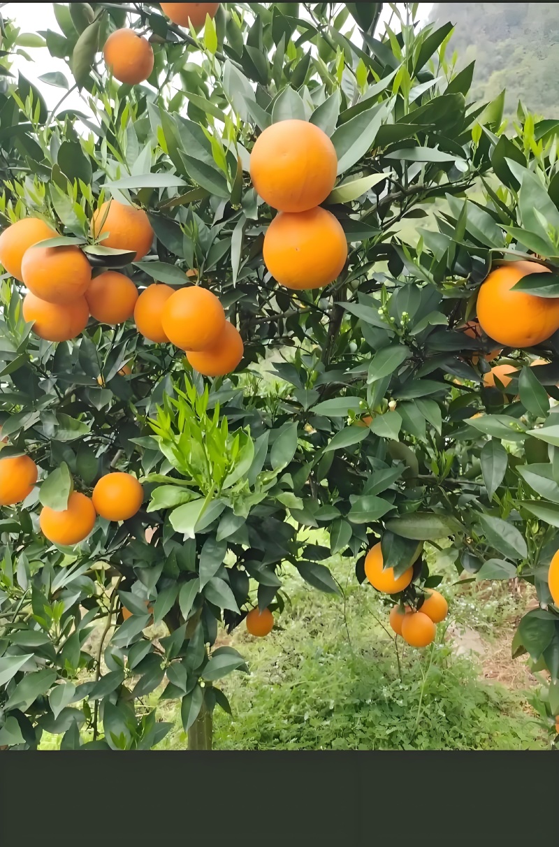 夏橙湖北产区酸甜可口个头大水分足种植面积大欢迎全国客商