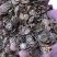 云南便秘果肉腊肠果肉大便解大货批发