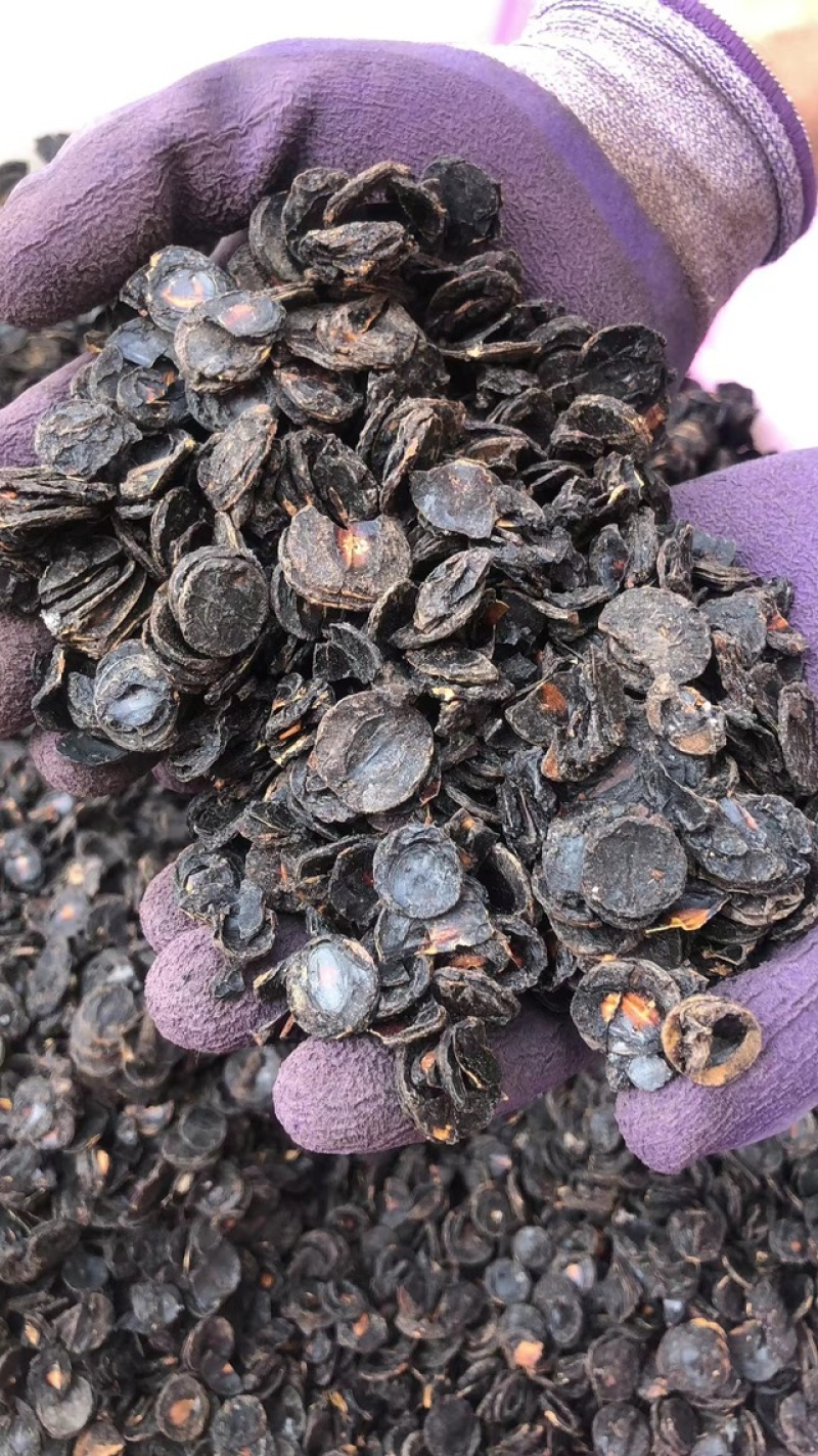云南便秘果肉腊肠果肉大便解大货批发