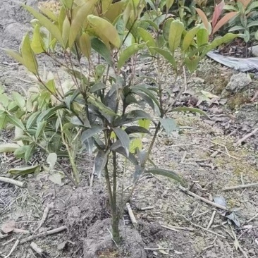四季桂花。