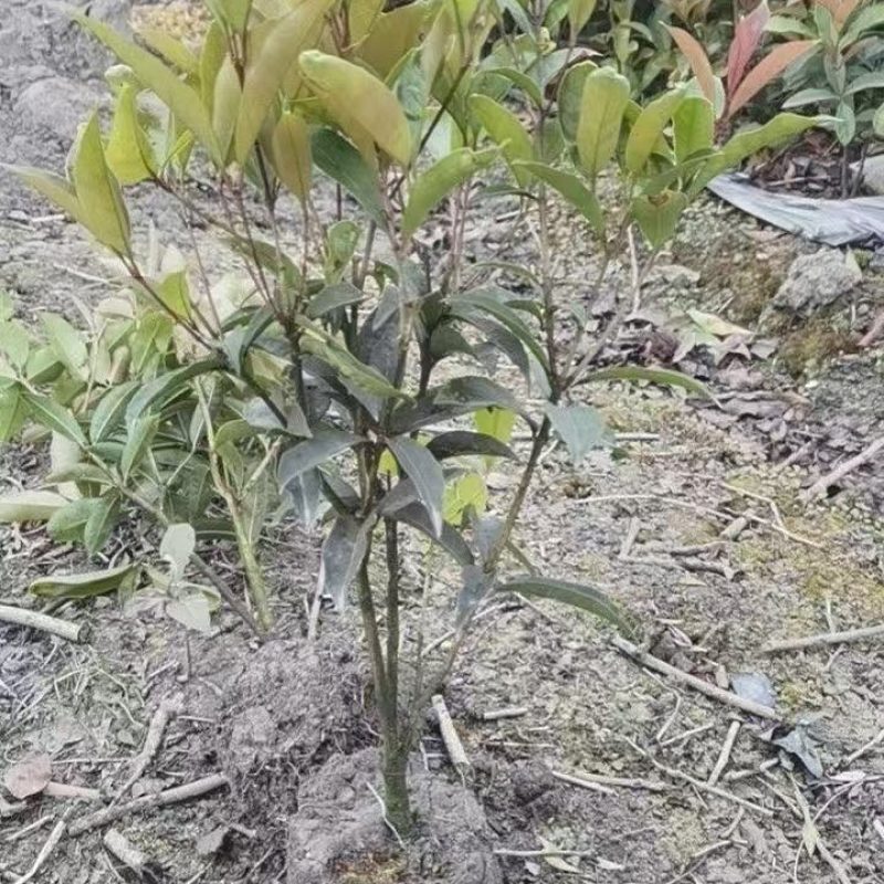 四季桂花。