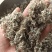 绵茵陈茵陈现货供应批发各种中药材量大优惠