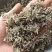 绵茵陈茵陈现货供应批发各种中药材量大优惠