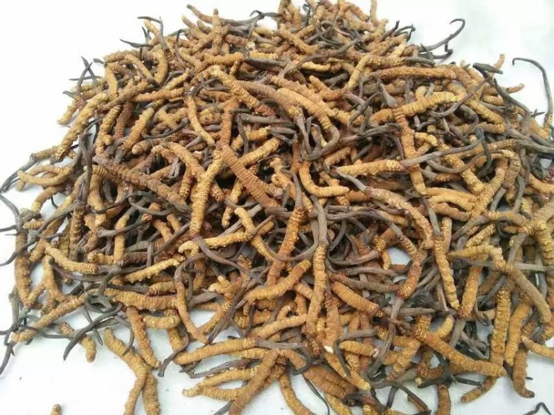 虫草品质好价格实惠诚信经营