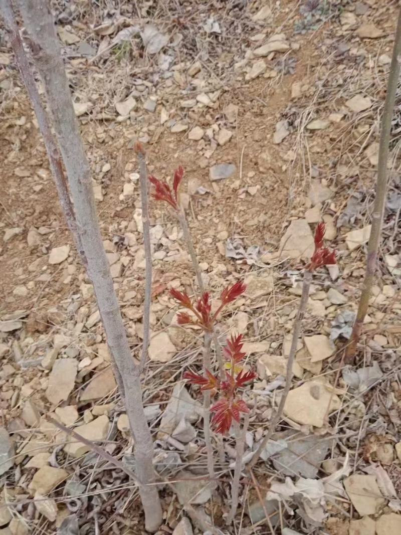 大山新鲜没水洗头茬香椿芽