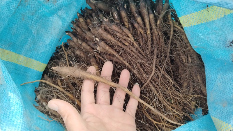 木香苗