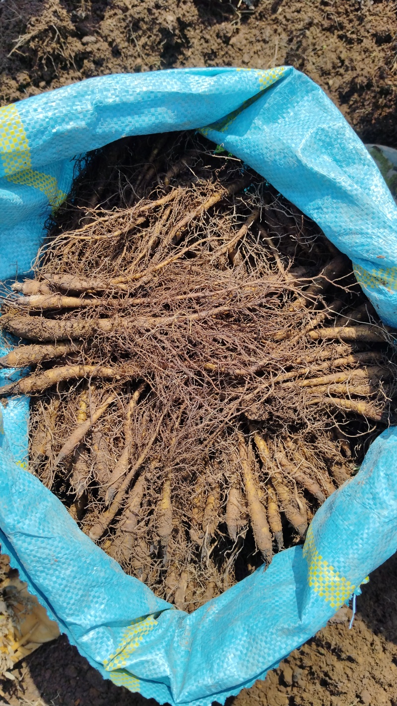 木香苗