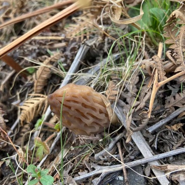 野生羊肚菌现挖先发品质保证诚信经营欢迎来电