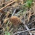 野生羊肚菌现挖先发品质保证诚信经营欢迎来电