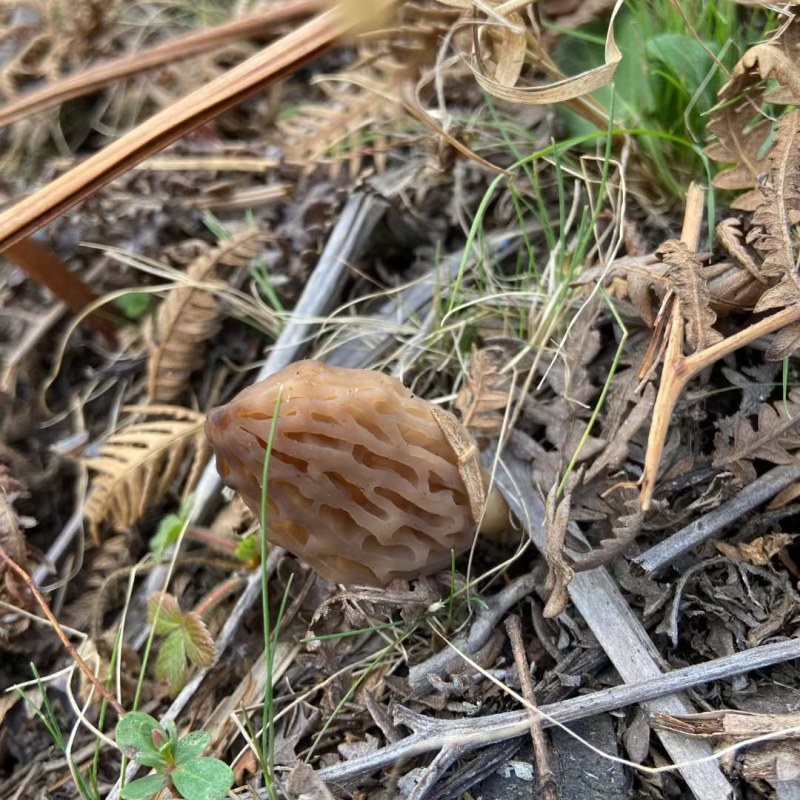 野生羊肚菌现挖先发品质保证诚信经营欢迎来电