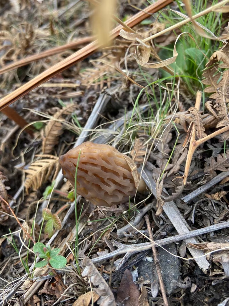 野生羊肚菌现挖先发品质保证诚信经营欢迎来电