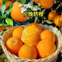 伦晚脐橙也叫帝王橙皮薄肉厚口感脆甜个头大货源充足全国代收