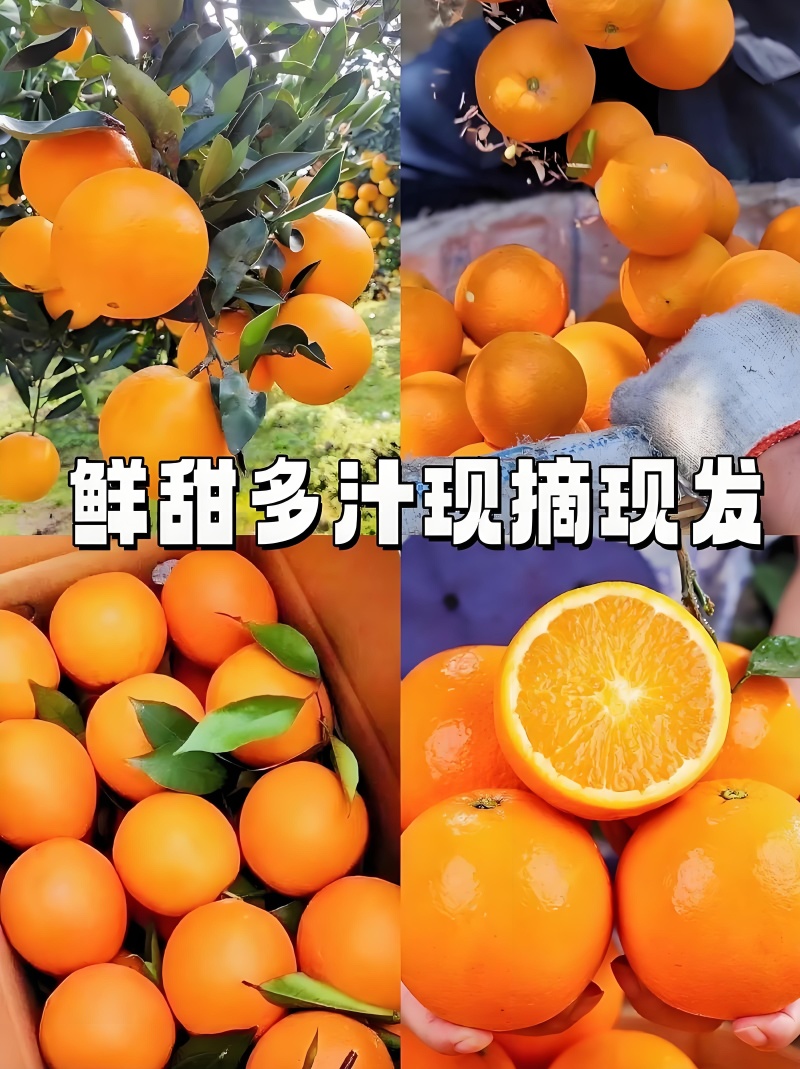 伦晚脐橙也叫帝王橙皮薄肉厚口感脆甜个头大货源充足全国代收