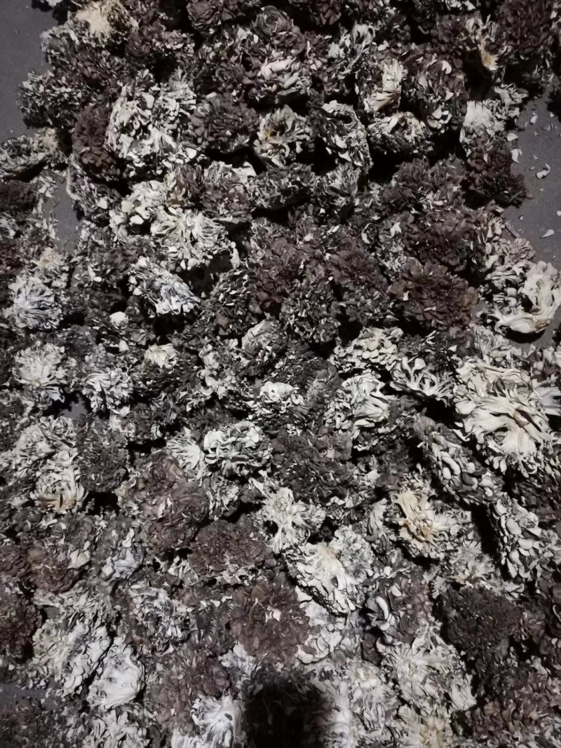 灰树花
