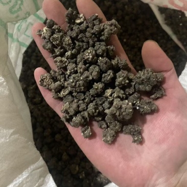 猫爪草种植货