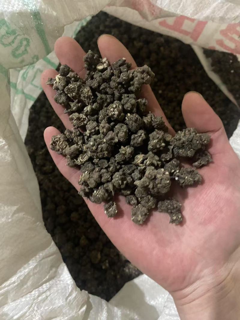 猫爪草种植货