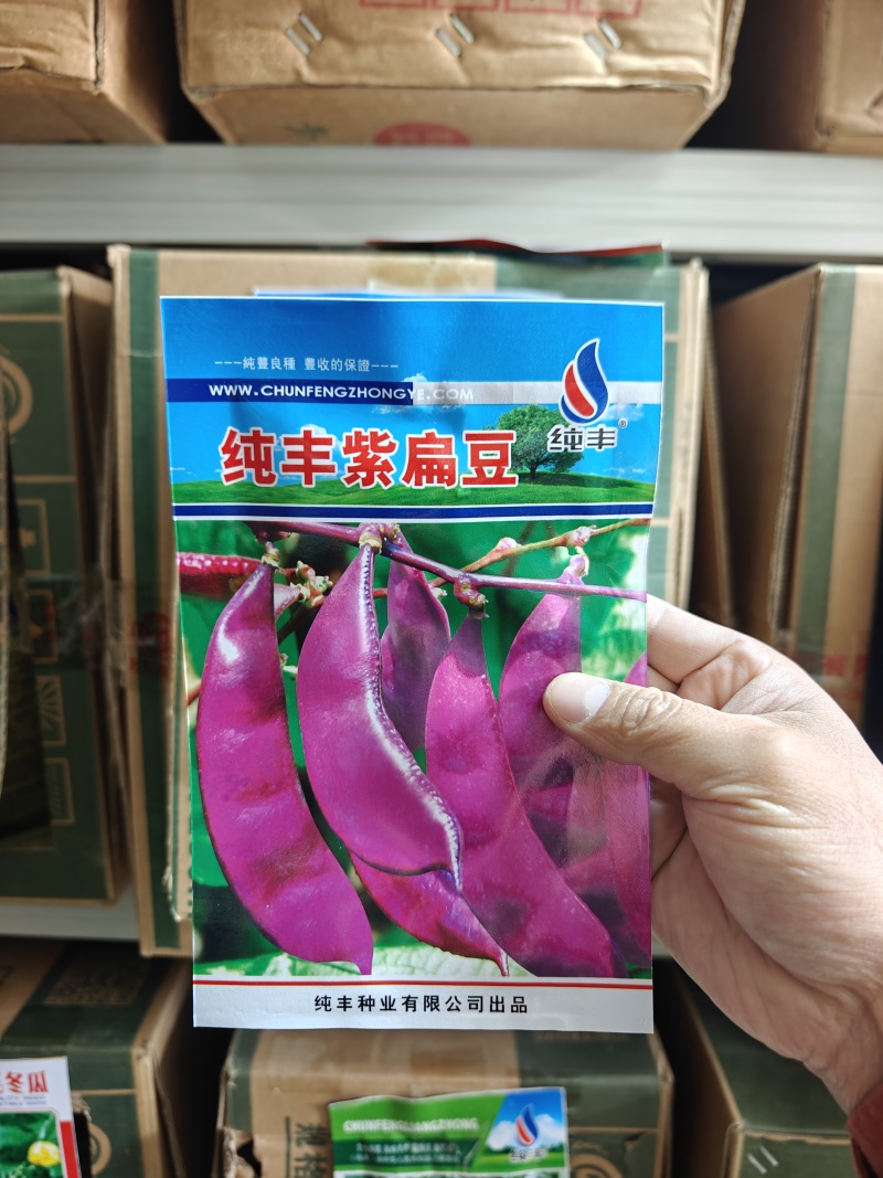 摘不败红眉豆种子苗高产豆角紫扁豆种籽农家南方种春四季蔬菜