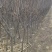 辽宁北镇李子树，3到5公分，多年生，占地，一手货源，产地