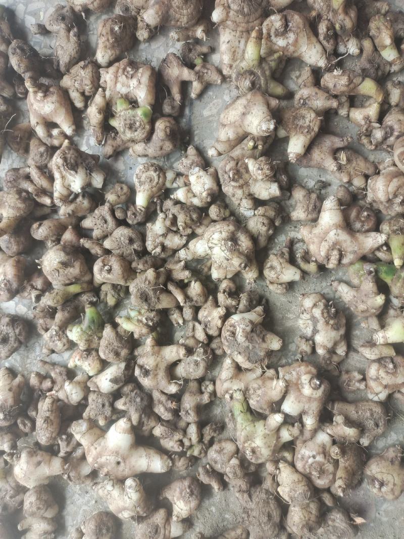 白及，鲜货白芨，三角白及，纯野生，大山深处的原生态白及