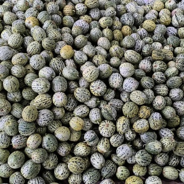 精品花美人花蕾甜瓜大量上市中，质量好价格低，需要的老板请联我