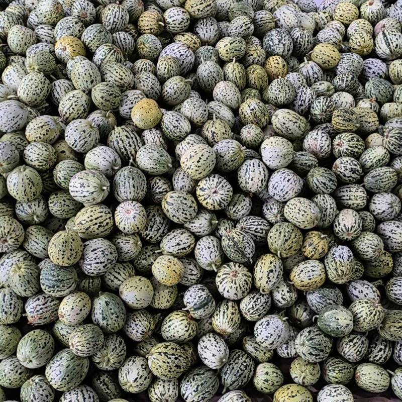精品花美人花蕾甜瓜大量上市中，质量好价格低，需要的老板请联我