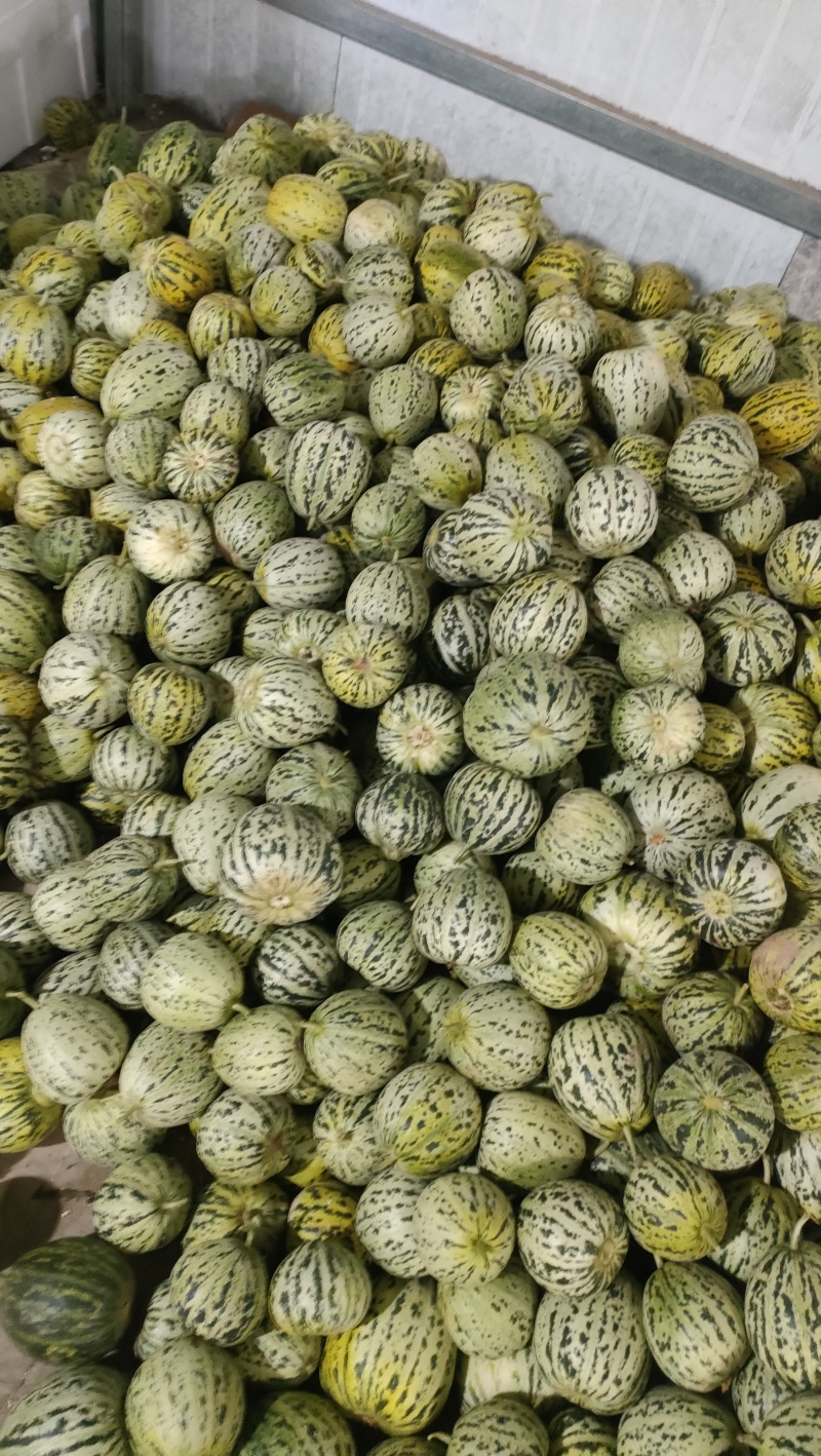 精品花美人花蕾甜瓜大量上市中，质量好价格低，需要的老板请联我
