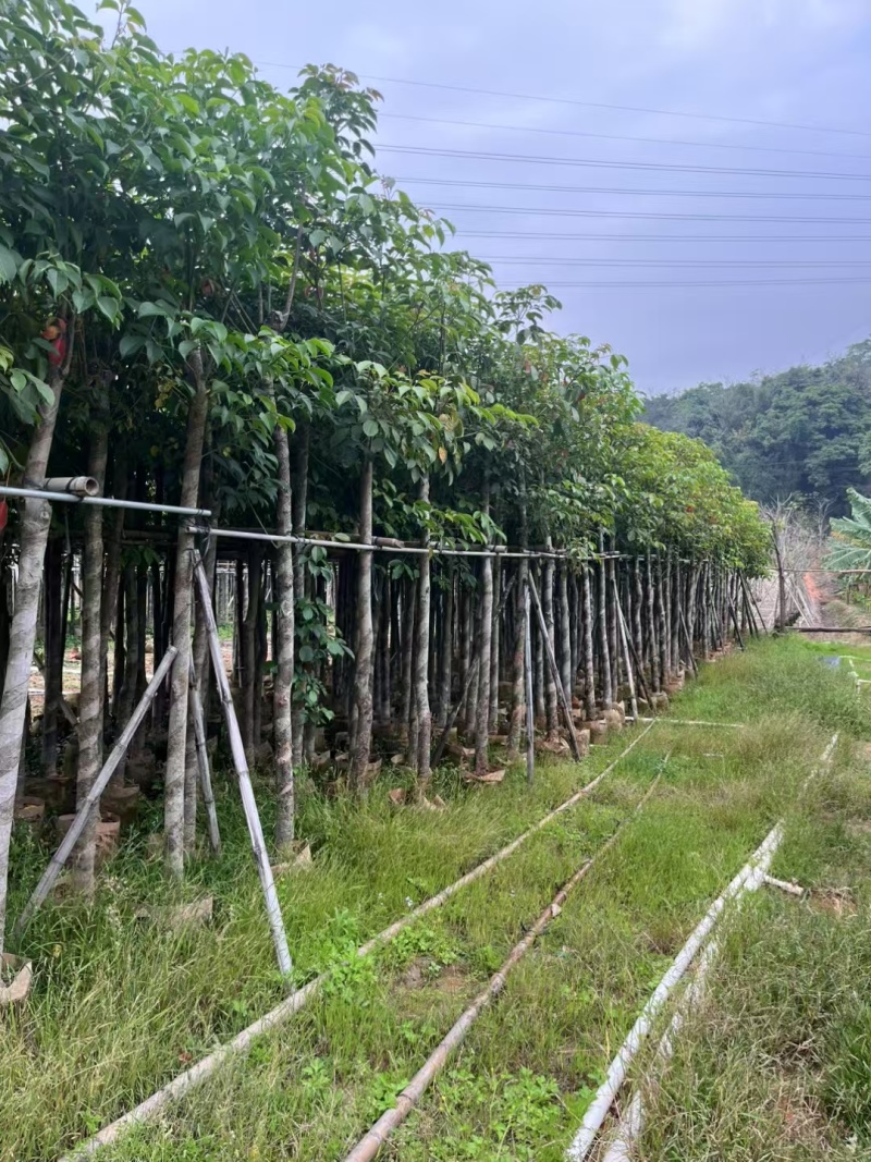 秋枫7-8-9-10公分，各种规格的都有