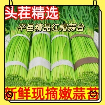 平邑精品红帽蒜薹田间地头现摘现发货源充足稳定质量优良