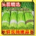 平邑精品红帽蒜薹田间地头现摘现发货源充足稳定质量优良