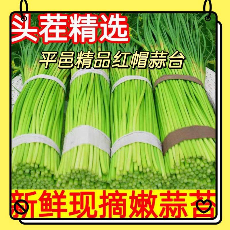 平邑精品红帽蒜薹田间地头现摘现发货源充足稳定质量优良