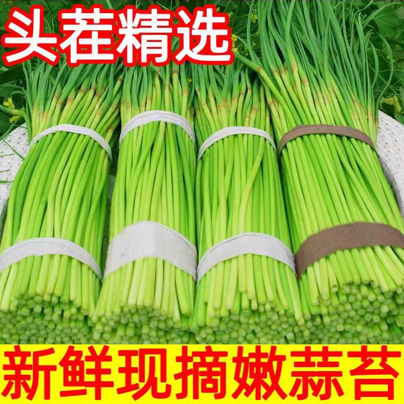 平邑精品红帽蒜薹田间地头现摘现发货源充足稳定质量优良