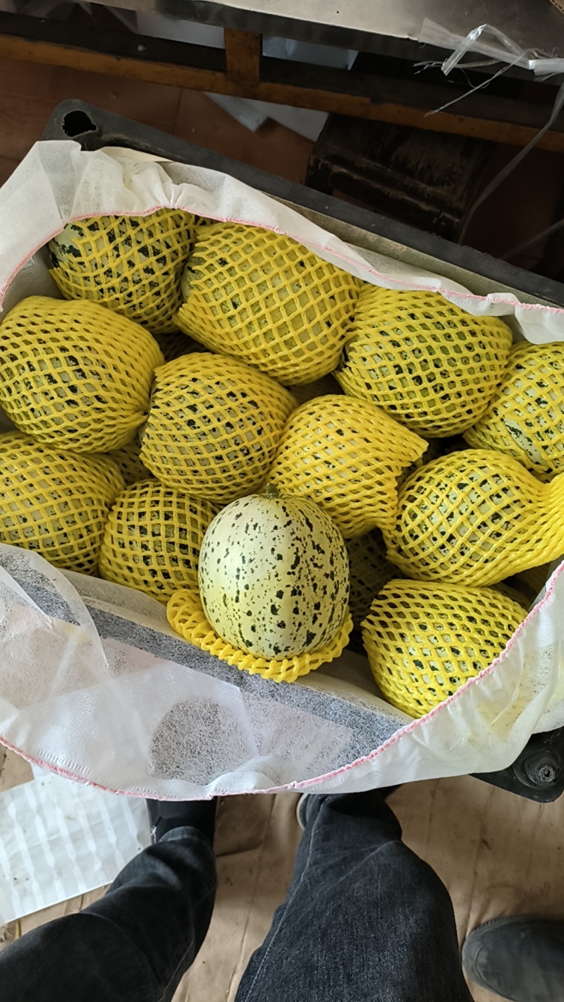 精品花美人花蕾甜瓜大量上市中，质量好价格低，需要的老板请联我