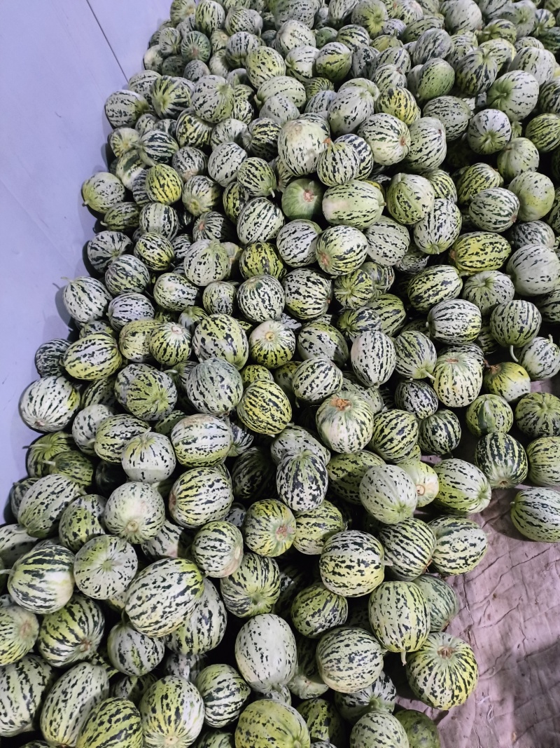 精品花美人花蕾甜瓜大量上市中，质量好价格低，需要的老板请联我
