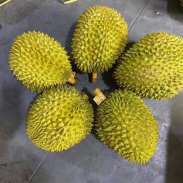 泰国金枕榴莲，我们这边水果批发市场，全部可发货！