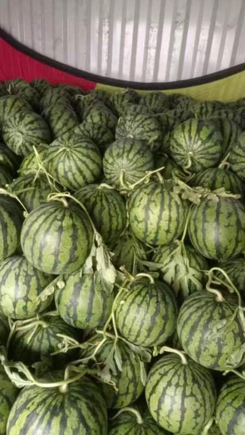 美都711西瓜皮薄红壤甜，实力代办代收货量充足来电详谈