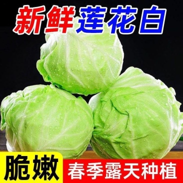 精品优质甘蓝产地直销大量有货品质好价格低