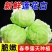 精品优质甘蓝产地直销大量有货品质好价格低