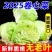 精品优质甘蓝产地直销大量有货品质好价格低