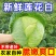 精品优质甘蓝产地直销大量有货品质好价格低
