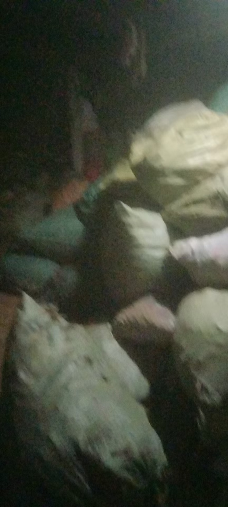 续断一年生原统货带芦头